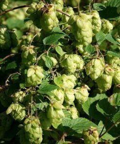 Alternative view of 25 COMMON HOPS European Humulus Lupulus Vine Seeds Beer Making Ingredient Seeds