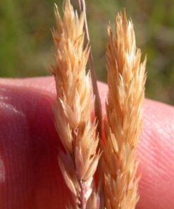 Alternative view of 1500 Prairie Junegrass Seeds - Koeleria Cristata, Silvery Heads, Native Bunchgrass for Dry Soils, Wildlife Friendly