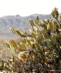 Alternative view of 5 JOJOBA Simmondsia Chinensis Fruit Nut Oil Evergreen Shrub Seeds