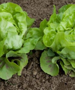 Alternative view of 1000 GREAT LAKES LETTUCE Batavian Iceberg Lactuca Sativa Vegetable Seeds