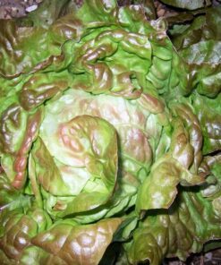 Alternative view of 3000 BRONZE MIGNONETTE LETTUCE Butterhead Lactuca Sativa Vegetable Seeds