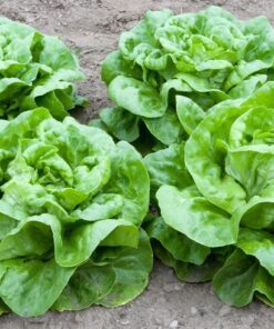 Alternative view of 3000 WHITE BOSTON LETTUCE 12" Green Butterhead Lactuca Sativa Vegetable Seeds