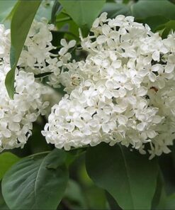 20 WHITE TREE LILAC Hummingbird Flower Fragrant Peking Syringa Pekinensis Seeds