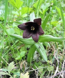 Alternative view of 10 CHOCOLATE LILY Black Kamchatka Brown Fritillaria Camschatcensis Flower Seeds