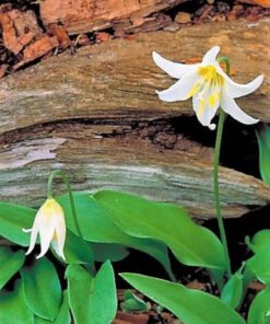 Alternative view of 10 WHITE AVALANCHE LILY Erythronium Montanum Native Alpine Flower Seeds * Flat S/H