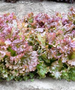 Alternative view of 3000 PRIZEHEAD LETTUCE Loose Leaf Early Prize Head Red Lactuca Vegetable Seeds