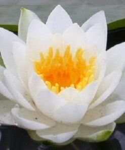 Alternative view of 3 Organic Mixed Colors LOTUS Nelumbo Nucifera Pond Water Lily Lilypad Blue Red Flower Large Seeds