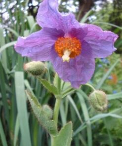 Alternative view of 10 VIOLET HIMALAYAN POPPY Meconopsis Betonicifolia Purple Hensol Flower Seeds