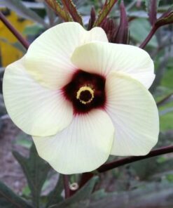 Alternative view of 150 EMERALD GREEN Velvet OKRA Spineless Abelmoschus Esculentus Vegetable Seeds