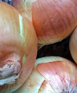 Alternative view of 400 Texas EARLY GRANO ONION Large Sweet Yellow Allium Cepa Vegetable Seeds