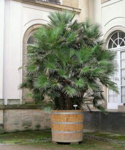 5 Mediterranean Fan Palm Seeds - European Dwarf Palm Tree - Chamaerops Humilis - Yellow Flowers