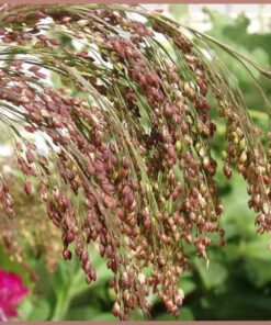 30 Violet Panic Grass Seeds – Panicum Miliaceum Violaceum – Ornamental Millet for Garden Landscaping – Purple Bloom