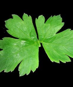 Alternative view of 1500 FLAT LEAF PARSLEY Seeds Petroselinum Crispum Plain Single Italian Parsley Seeds