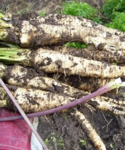 Alternative view of 1000 HAMBURG ROOTED PARSLEY Petroselinum Crispum Tuberosum Root Vegetable Seeds