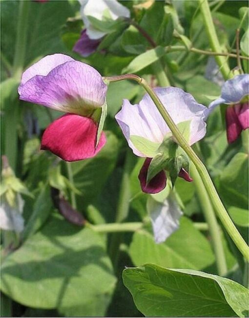 50 Austrian Winter Pea Seeds – Pisum Sativum, Nitrogen-Fixing Cover Crop, Ground Cover, Two-Tone Flowers, Great for Poultry & Wildlife, Annual