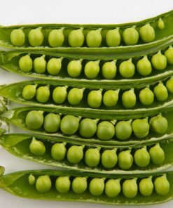 50 GREEN ARROW PEA Heirloom Shelling English Pisum Sativum Vegetable Seeds