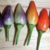 25 BOLIVIAN RAINBOW PEPPER Multi Colored Chili Capsicum Annuum Vegetable Seeds