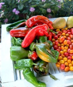 Alternative view of 60 RED MARCONI PEPPER Rossa Large Sweet Italian Frying Capsicum Annuum Seeds