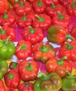 Alternative view of 50 Organic SHEEPNOSE PIMENTO PEPPER Sweet Red Pimiento Cheese Capsicum Annuum Seeds