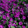 200 Purple LAURA BUSH PETUNIA Violacea Violet Perennial Trumpet Flower Seeds