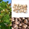 5 PISTACHIO NUT TREE Pistacia Vera Fruit Red Flowers Seeds Combined