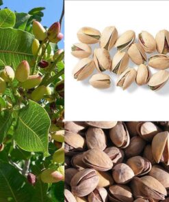 5 PISTACHIO NUT TREE Pistacia Vera Fruit Red Flowers Seeds Combined