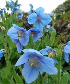 Alternative view of 10 MIXED HIMALAYAN POPPY Blue Red Violet Meconopsis Napaulensis Mix Flower Seeds