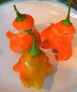 Alternative view of 40 Orange SCOTCH BONNET PEPPER very hot Jamaican Capsicum Annuum Vegetable Seeds