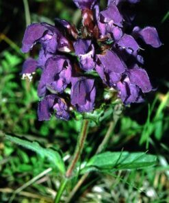 Alternative view of 50 PAGODA MIX PRUNELLA Grandiflora Bigflower Selfheal Blue Pink etc Flower Seeds