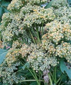 Alternative view of 50 Organic MINT VANILLA QUINOA Green & White Chenopodium Vegetable Grain Seeds SuperFood