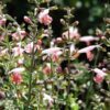 30 CORAL NYMPH SALVIA Coccinea Hummingbird Sage Flower Seeds *Combined Shipping