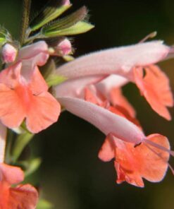 Alternative view of 30 CORAL NYMPH SALVIA Coccinea Hummingbird Sage Flower Seeds *Combined Shipping