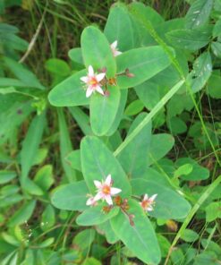Alternative view of 50 Marsh SAINT JOHN'S WORT Hypericum Virginicum Pink Mauve Flower Seeds *Flat S/H
