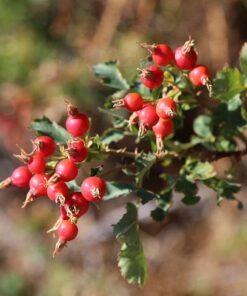 Alternative view of 15 Pink WOOD'S ROSE Bush Mountain Rose Rosa Woodsii Fragrant Flower Seeds