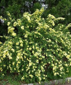 Alternative view of 10 Yellow MANCHU ROSE Bush Rosa Xanthina Hummingbird Flower Seeds