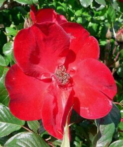 Alternative view of 30 JAPANESE RED ROSE Bush Rosa Rugosa Rubra Rugrose Fragrant Flower Seeds