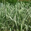 1000 Variegated RIBBON GRASS Reed Canary Phalaris Arundinacea Pink Flower Seeds