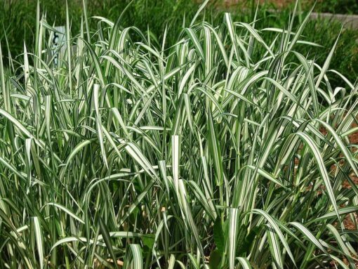 1000 Variegated RIBBON GRASS Reed Canary Phalaris Arundinacea Pink Flower Seeds