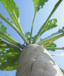 Alternative view of 500 JAPANESE MINOWASE RADISH Huge Daikon White Raphanus Sativus Vegetable Seeds