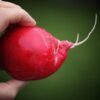 500 CHAMPION RADISH Sweet Scarlet Red Raphanus Sativus Root Vegetable Seeds
