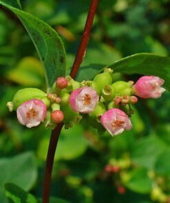 Alternative view of 10 Dwarf CREEPING SNOWBERRY Shrub White Pink Flower Symphoricarpos Mollis Seeds