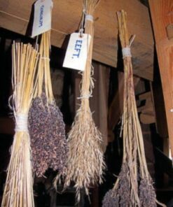 Alternative view of 50 Mixed Colors BROOM CORN SORGHUM Bicolor Heirloom Grain Seeds for Dried Decor