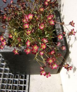 Alternative view of 50 PURPLE ROBE SAXIFRAGA Saxifraga Arendsii Moss Rockfoil Evergreen Flower Seeds