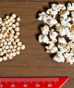 75 WHITE POPPING SORGHUM Bicolor Snack Vegetable Flour Grain Seeds