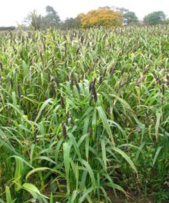 Alternative view of 50 M81E SORGHUM Light Amber Syrup Bicolor Vegetable Grain Seeds