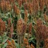 100 Wild Game FOOD PLOT SORGHUM aka Milo Deer & Game Bird Bicolor Seeds