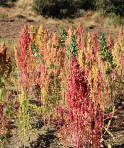 Alternative view of 50 Organic RED AZTEC SPINACH Huauzontle Chenopodium Berlandieri Greens Vegetable Seeds