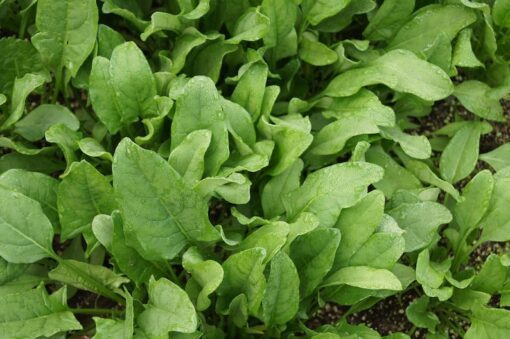 400 Monstrueux De VIROFLAY SPINACH French Spinacia Oleracea Vegetable Seeds