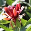10 SWEETSHRUB Carolina Allspice Fragrant Calycanthus Floridus Shrub Flower Seeds