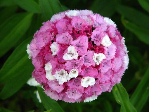 100 WEE Willie Dwarf SWEET WILLIAM Mixed Colors Dianthus Barbatus Flower Seeds